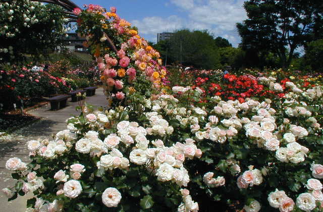 豊田緑化センター 西山公園